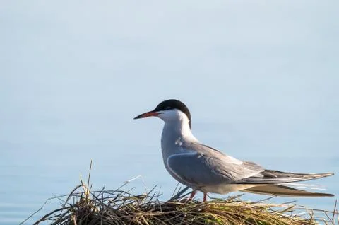 Coomon tern Stock Photos