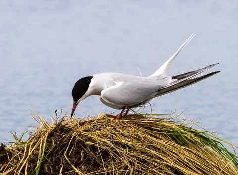 Coomon tern Stock Photos
