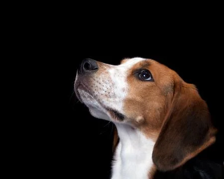 Coon hound looking up Stock Photos
