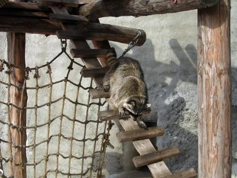 Coon on the ladder Stock Photos