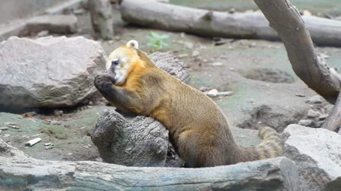 Coon playing with rocks Stock Footage 255685531
