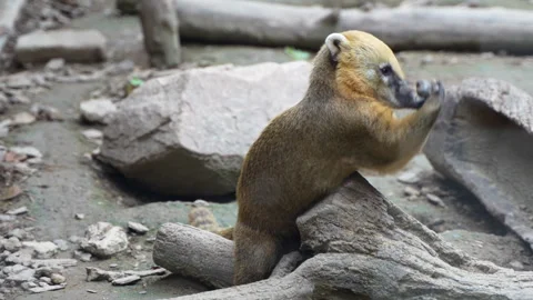 Coon playing with rocks Stock Footage 255687008