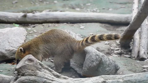 Coon playing with rocks Stock Footage 255687179