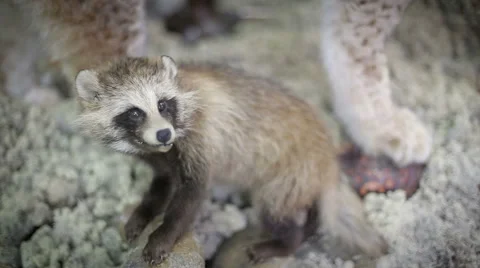 Coon pretty face closeup. Wild animal in nature Stock Footage 58014030
