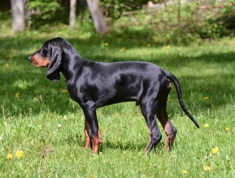 Coonhound Stock Photos