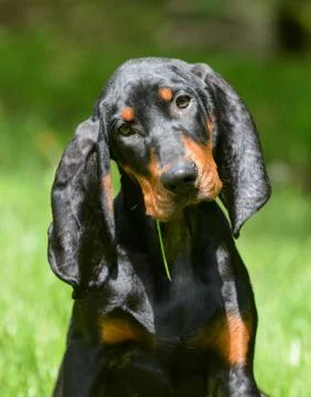 Coonhound portrait Stock Photos