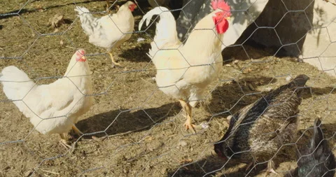 Coop on farm Stock Footage 144422537