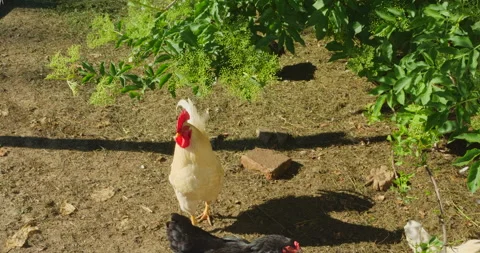 Coop on farm Video stock 144454116