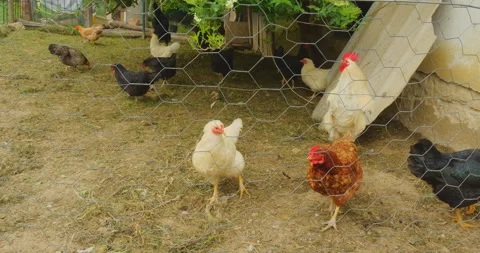 Coop on farm Stock Footage 144454982