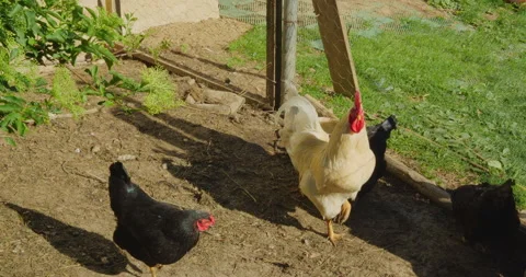 Coop on farm Stock Footage 144455825