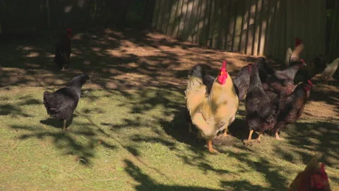 Coop on farm Stock Footage 144502320