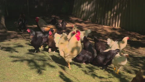 Coop in farm Stock Footage 144502333