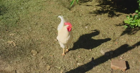Coop in nature Stock Footage 144455691