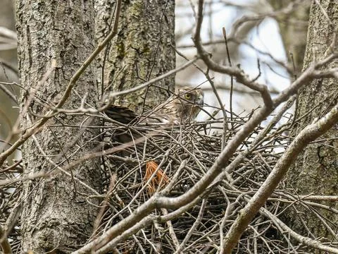 Cooper Hawk Nest Stock Photos