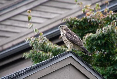 Cooper hawk on rooftop Stock Photos