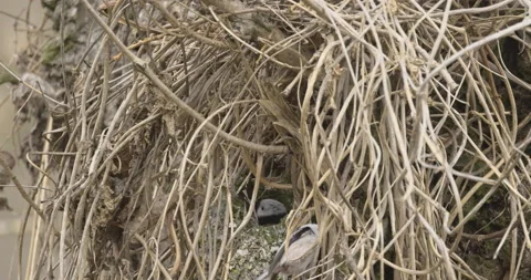 Cooperation of birds in building a nest, 4K slomo Stock Footage 237676818