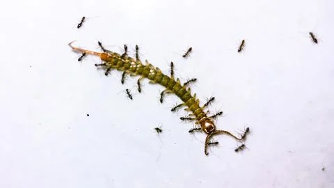 Cooperative behavior of ants transporting a centipede from the Chilopoda class. Stock Photos