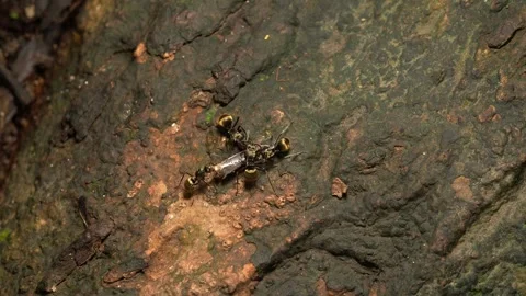 Cooperative Feeding Behavior of Tropical Forest Ants on Insect Prey Vídeos de archivo 337865305