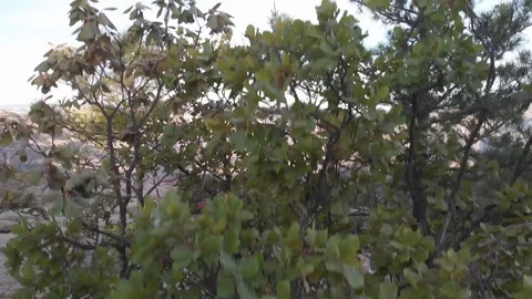 Cooper's Canyon Stock-Footage 129791727
