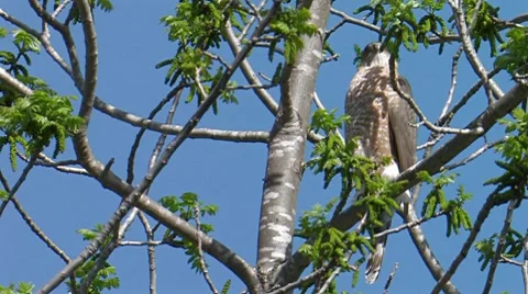 Cooper's Hawk 1 Stock Footage 8550225