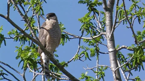 Cooper's Hawk 2 Stock Footage 8550209