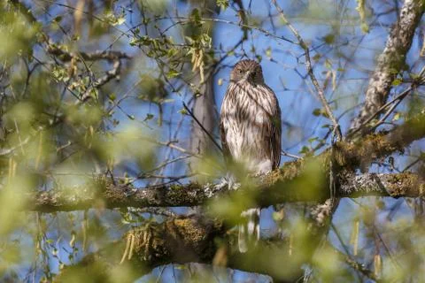 Coopers hawk bird Stock Photos