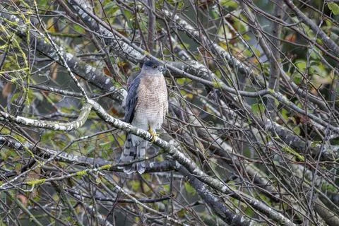 Cooper's hawk bird Foto stock