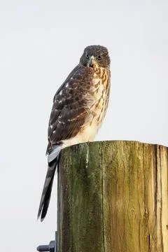 Cooper's hawk bird Foto stock