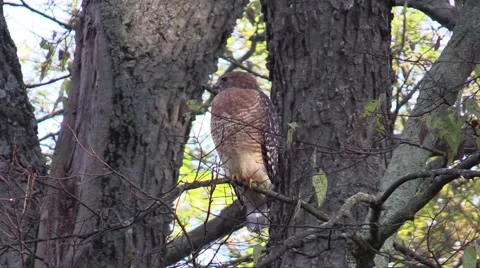 Coopers hawk bird of prey perched on a branch in forest Stock Footage 68987652