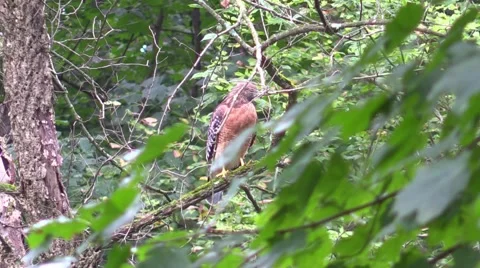 Coopers hawk cleans beak after meal wildlife nature animal Stock Footage 54282791