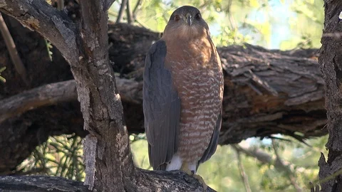 Cooper's Hawk Close Up Perches On Tree Branch Red Eyes Glowing Stock Footage 122021511