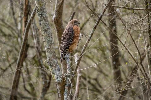 Cooper's hawk closeup Stock Photos