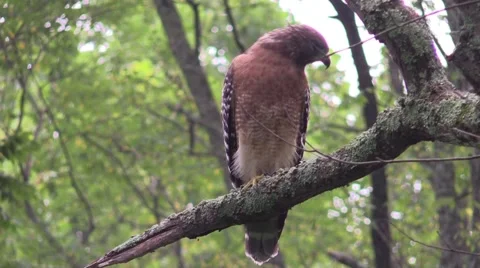 Coopers hawk closeup sitting on tree branch searching for prey Stock Footage 54282702