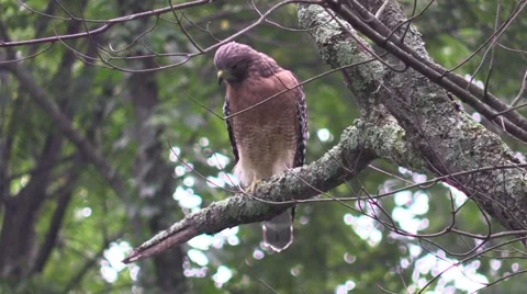 Coopers hawk closeup sitting in tree wildlife nature animal Stock Footage 54282814