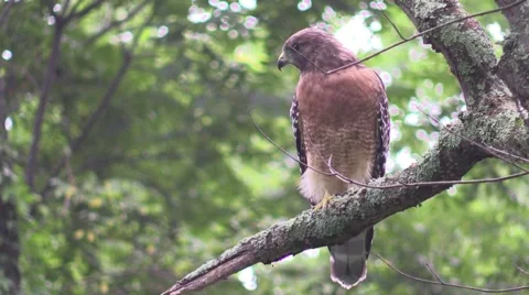 Coopers hawk closeup sitting in tree nature Stock Footage 54282829