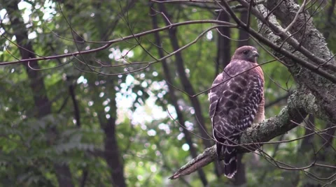 Coopers hawk closeup sitting in tree nature Stock Footage 54284039