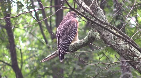 Coopers hawk closeup sitting in tree nature Stock Footage