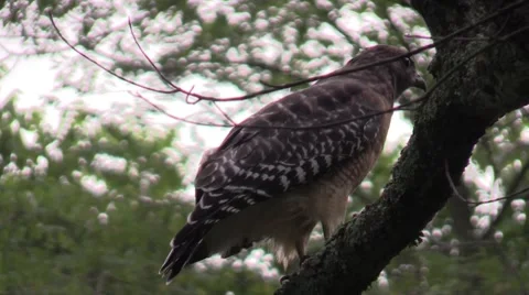 Coopers hawk closeup sitting in tree Stock Footage 54286199
