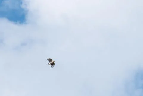 Coopers hawk doing some midair acrobatics Stock Photos