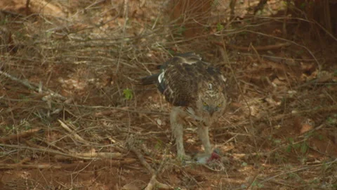 Coopers hawk eating closeup Stock Footage 235524336