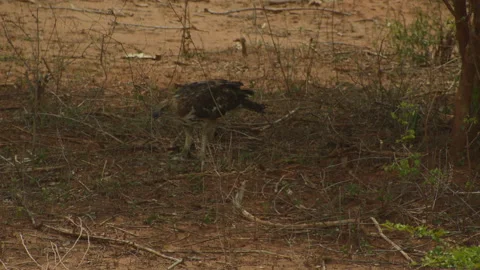 Coopers hawk eating . Stock Footage 235536121