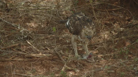 Coopers hawk eating on the ground Stock Footage 235531649