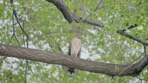 Coopers Hawk Flying away Under Branch Stock Footage 69215343