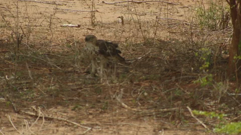 Coopers hawk Stock Footage 235556310
