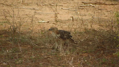 Coopers hawk with it pray . Stock Footage 235607227