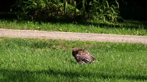 Coopers hawk killing a mole bird of prey Stock Footage 77425048