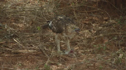 Coopers hawk looking around. Stock Footage 235546252
