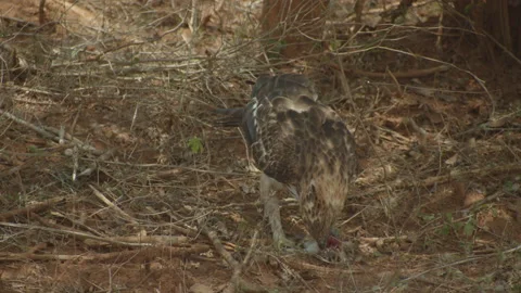 Coopers hawk Looking around while eating. Stock Footage 235536034