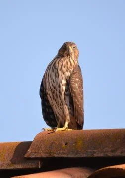 Cooper's Hawk looking into camera Foto stock