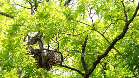 Coopers Hawk Nestlings Stock Footage 156257387